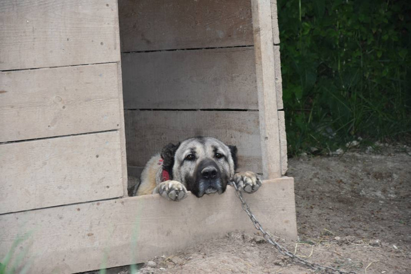 İklim krizi Kangal köpeklerini de etkiledi: Doğum oranı yüzde 50 düştü - Resim: 6